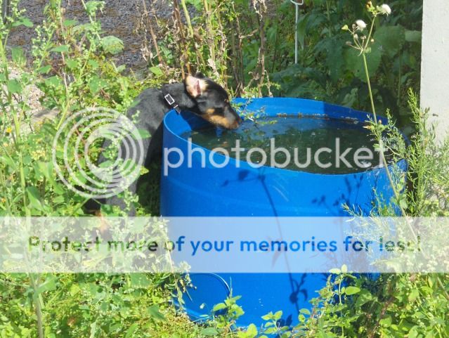TYSK JAKTTERRIER TYSK JAKTTERRIER