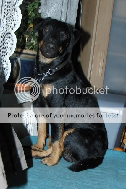Tysk Jaktterrier Husses ZebMacahan Tysk Jaktterrier Husses ZebMacahan