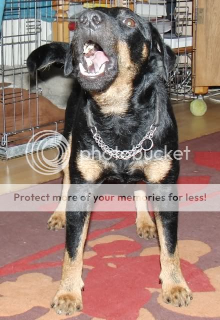 Tysk Jaktterrier Tysk Jaktterrier
