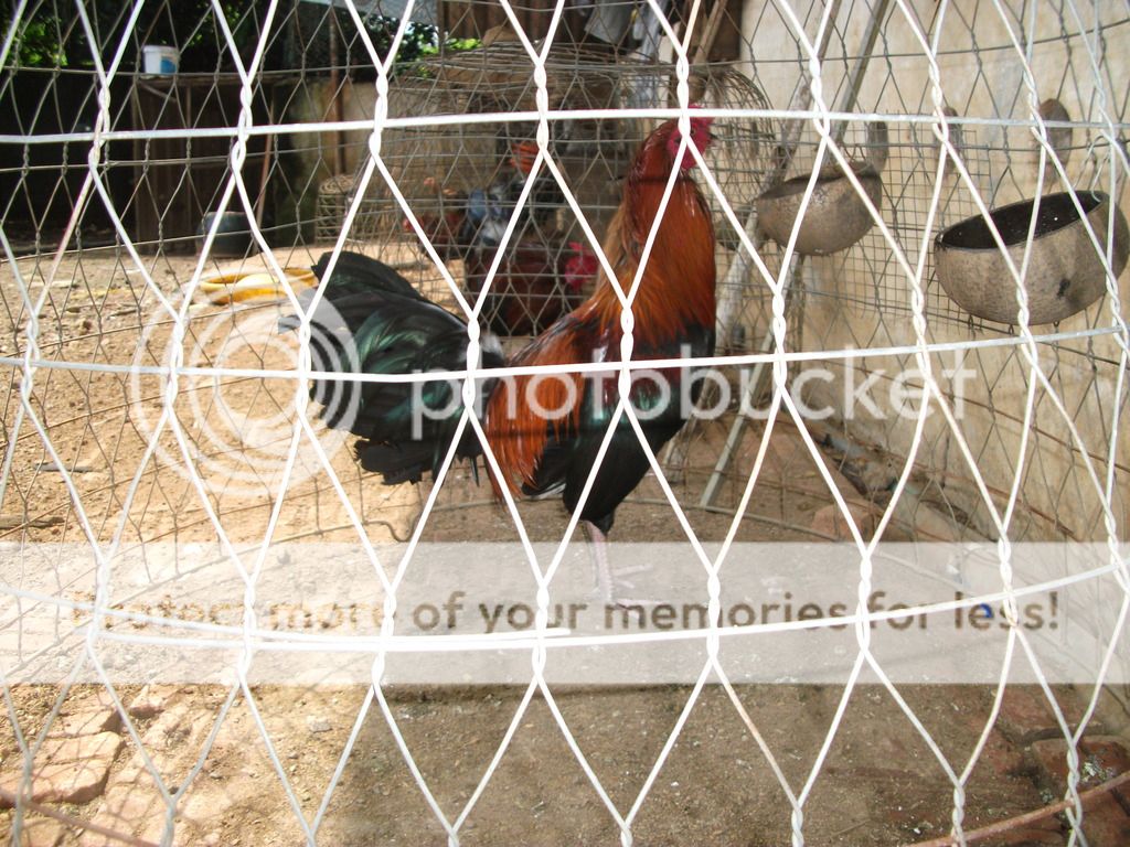 Bán gà đá (gàlông) - 1