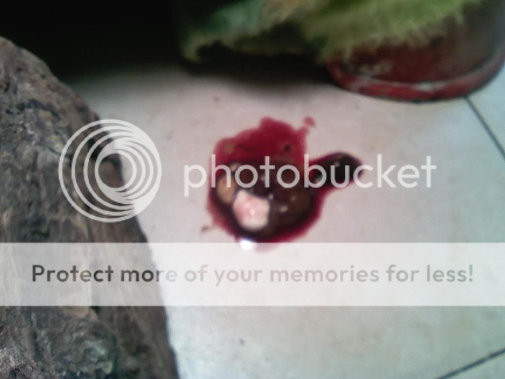 Bloody poop...GRAPHIC pic included...no squimish people • Bearded Dragon . org