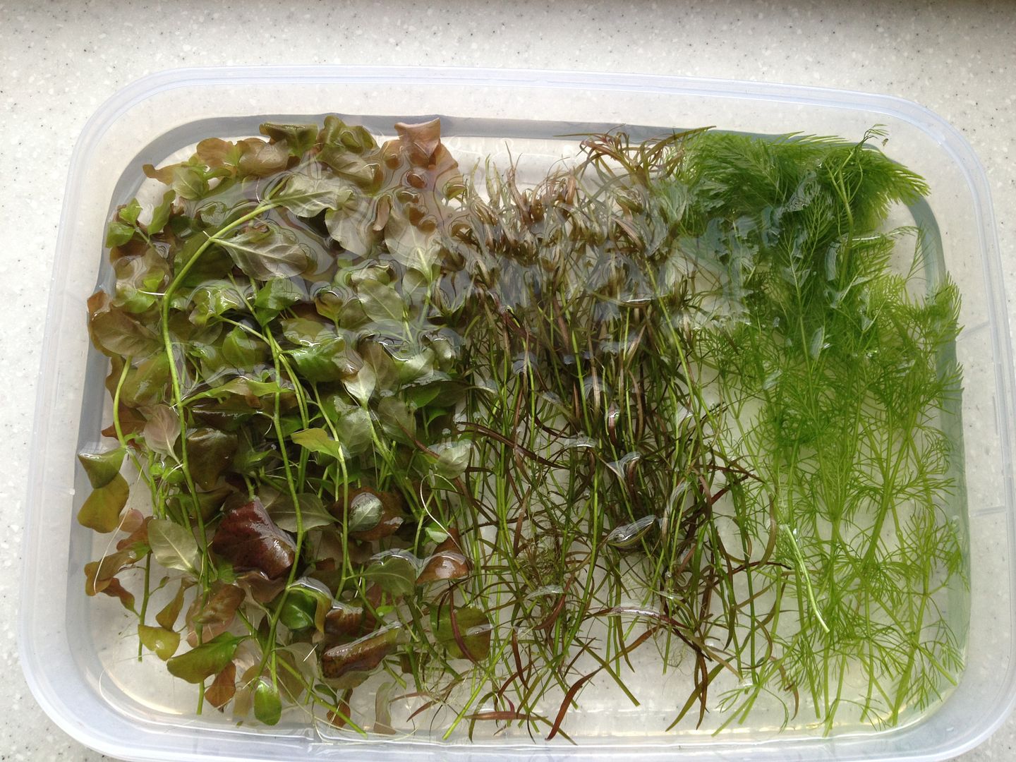 free plant clippings ludwigia