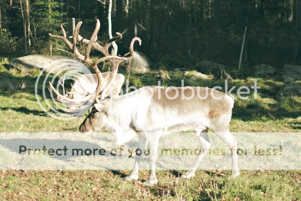 photo aumlhtaumlrimuok7_zpsf63de223.jpg