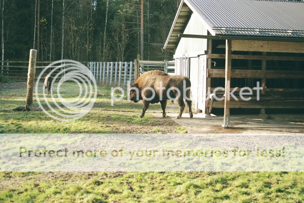 photo aumlhtaumlrimuok8_zpsf137a3fb.jpg