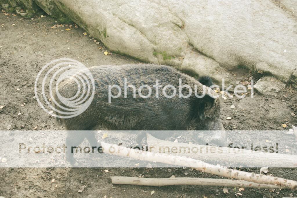 photo aumlhtaumlrimuok9_zps5538f72b.jpg