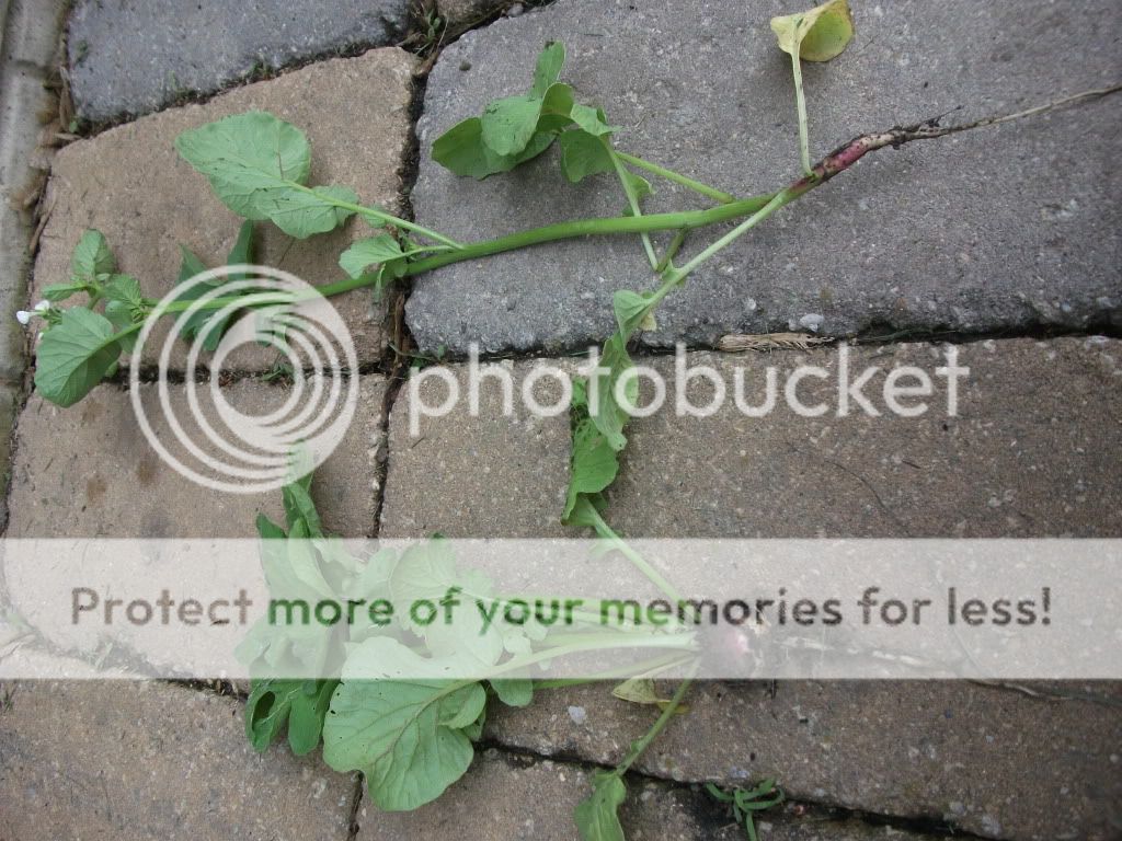 Help? Bolting Radishes (Pics)