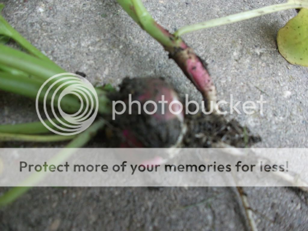 Help? Bolting Radishes (Pics)