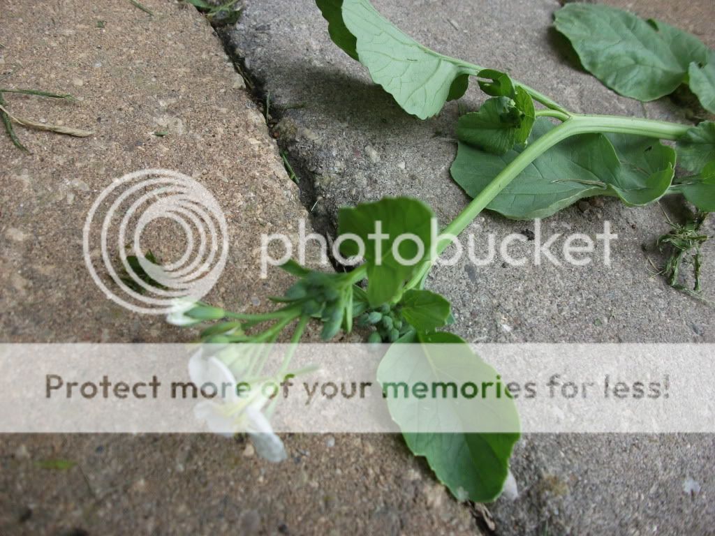 Radish Plant Bolting at Tanya Mosher blog