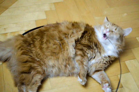 photo Untitled1_zpsfa6818ae.gif