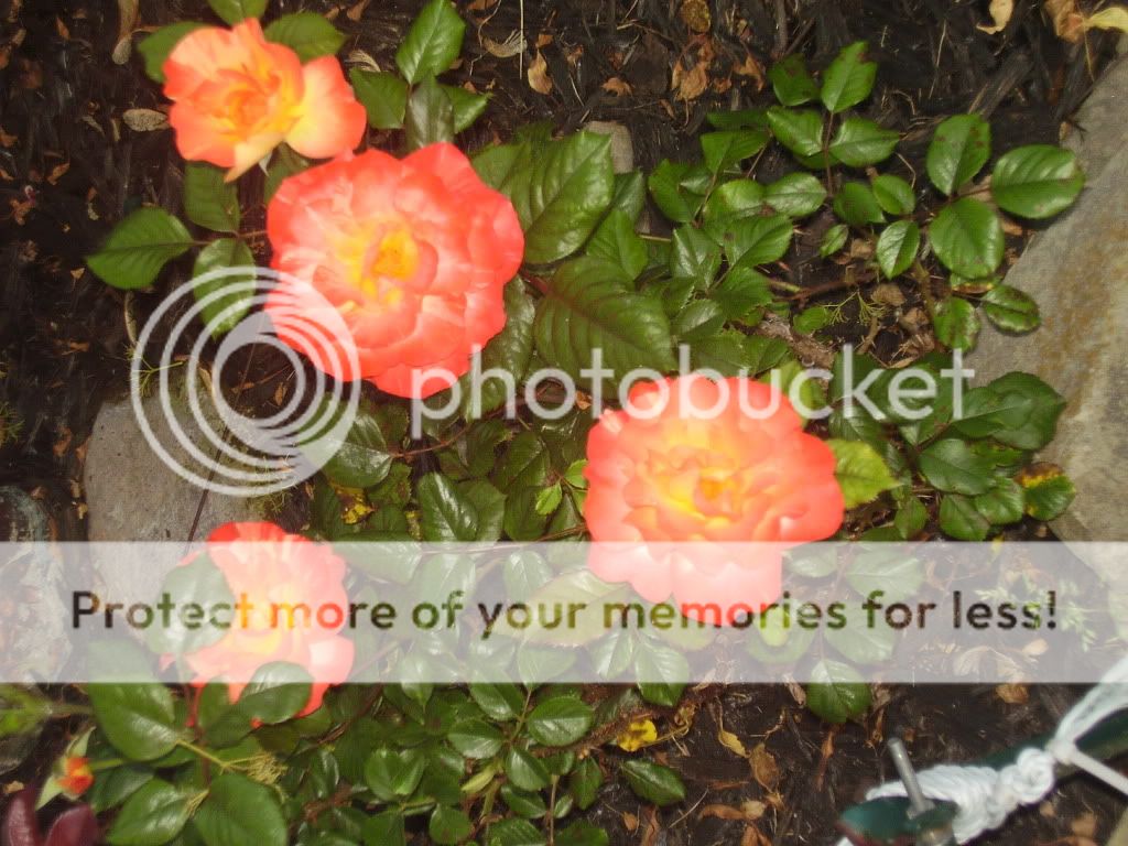  photo gardenpics063.jpg