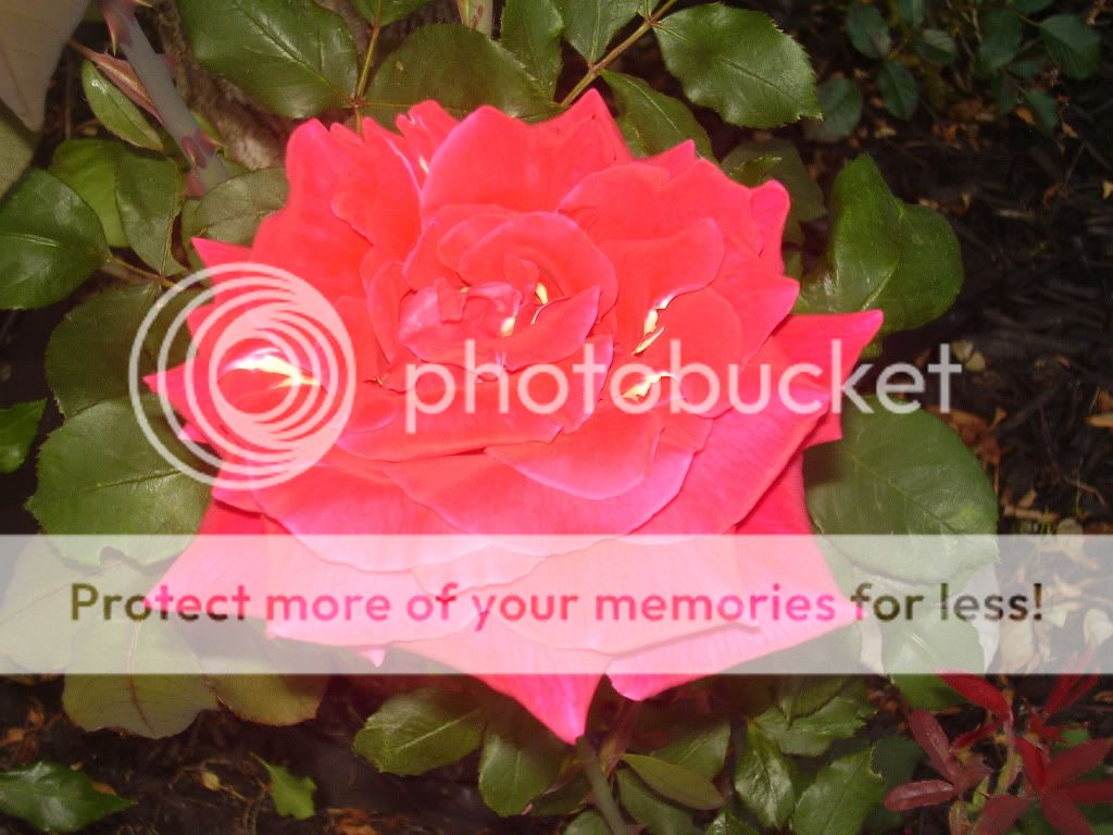  photo gardenpics064.jpg