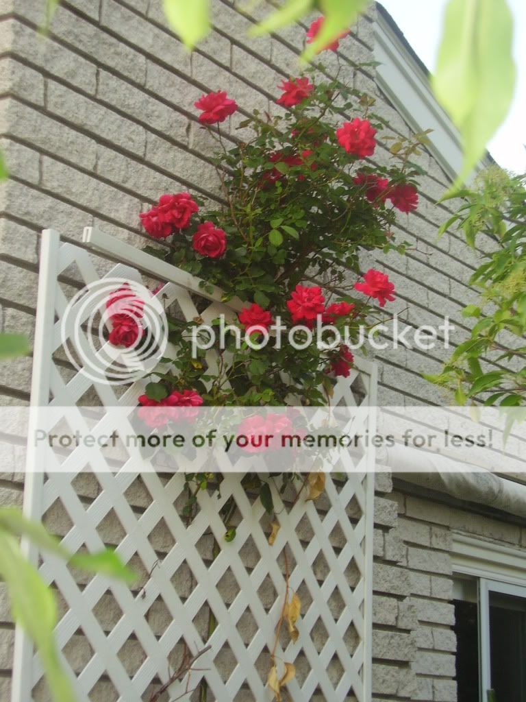  photo gardenpics066.jpg