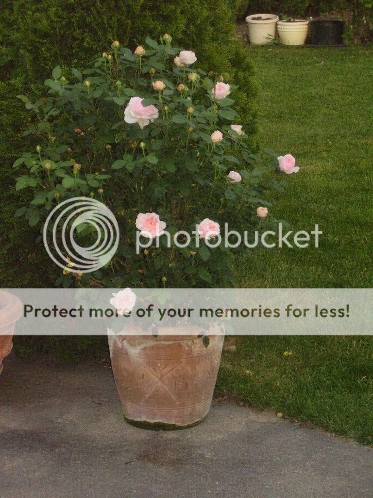  photo gardenpics067.jpg