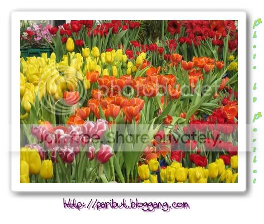 My Image 27