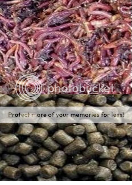 photo pakan_ikan_alternatif
